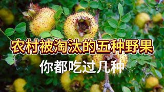 农村以前很常见，如今却被淘汰的5种野果，你都吃过哪几种呢？