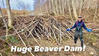 This Beaver Dam Flooded the Road!