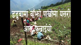 डडुवामा बाँझो पाखोमा यसरी आलु फलाईयो एक पटक हेर्नै पर्नी भिडियो /potato production in Daduwa Myagdi