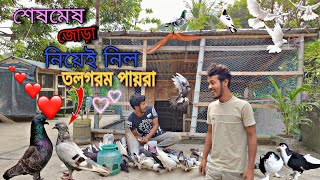 জোড়া নিয়েই নিল নতুন গিরিবাজ ও বিস্কুট পায়রাটা😲 তাহলে এবার এক জোড়া perfect তলগরম হলো 😊#myworld