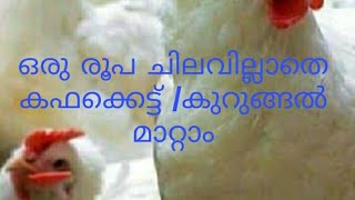 ഒരു രൂപ പോലും ചിലവില്ലാതെ കോഴിയുടെ കഫക്കെട്ടും /കുറുങ്ങൽ മാറ്റാം