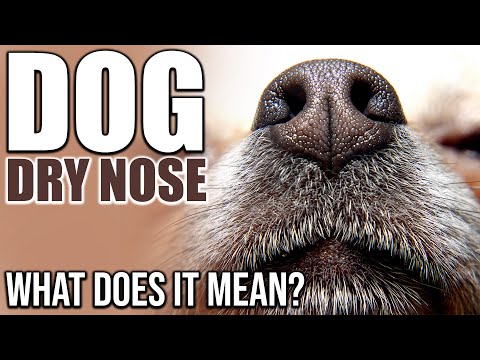 Why does my puppy have a dry nose?