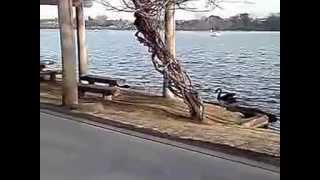 20140329千波湖のハクチョウ白鳥スワンSWANS