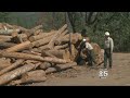 DROUGHT VICTIMS:  Millions of dead trees in California forests are being recycled