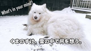 New year - Samoyed peacefully chilling in snow