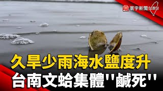 久旱少雨! 海水鹽度升高 台南文蛤集體''鹹死''｜#寰宇新聞 @globalnewstw