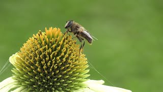 Wow!!Amazing bee pollination techniques 驚人的蜜蜂授粉技巧