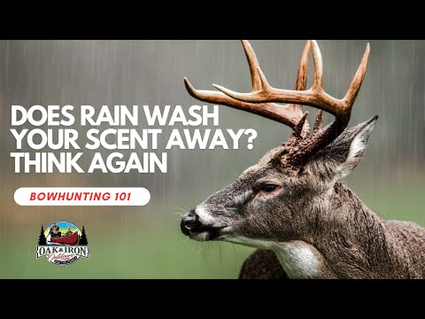 Does rain wash away human scent?