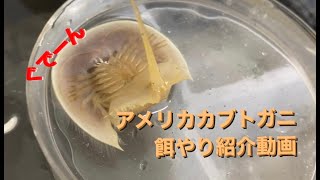 【エサやり】アメリカカブトガニの特徴を学ぼう！！