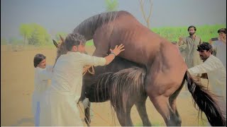 Horse meeting all about horse meeting video  horse breeding ////Amzing