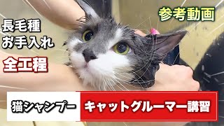 【キャットグルーマー講習】長毛猫シャンプー参考動画★編集なし★皮脂が多すぎて大変だったノルウェージャンフォレストキャット