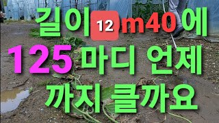 호박10m40에125마디언제까지클까요 호박55센티와75센티간격정식의차이!!! 농사유튜버 농사정보통