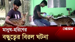 মানুষ-হরিণের বন্ধুত্বের বিরল ঘটনা | Human-Deer Friendship | Desh TV