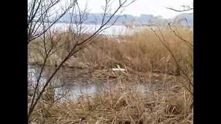 抱卵　20150405　手賀沼滝下広場つり堀周辺のハクチョウ白鳥スワンSWANS