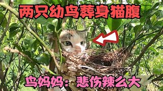 爷爷养的猫发现树上的鸟窝，两只幼鸟瞬间葬入猫腹，鸟妈被惊呆了！