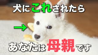 犬が家族の中で最愛の人にしか見せない仕草5選【完全版】