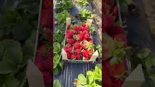 موسم قطف الفريز ما شاءالله 🍓 الفراوله 🍓😋