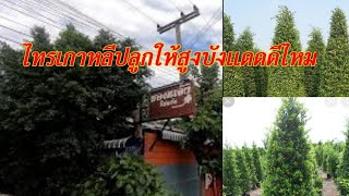 ปลูกไทรเกาหลีแนวสูงกันแดดดีไหม รากไทรเกาหลีจะทำลายพื้นบ้านไหม