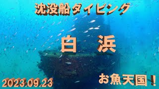 白浜沈船ダイビング　2023.09.23