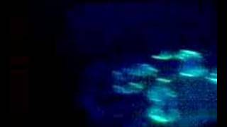 Reactable, D.F, 2008