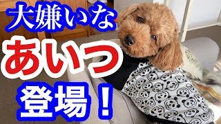 穏やかな時間が一変！戦慄の時間に！【トイプードルそぼろ＆ニコ】