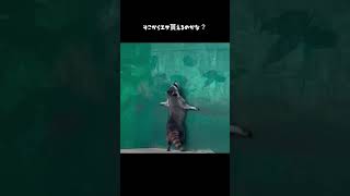 タヌキのダンス#タヌキ #動物おもしろ動画