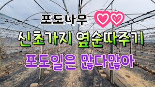 @포도신초가지옆순따주기 포도나무신초가지 옆순제거하기