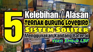 5 Kelebihan Ternak Lovebird Menggunakan Kandang Soliter, Ternak Lovebird Kandang Baterai