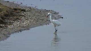 Kleine zilverreiger