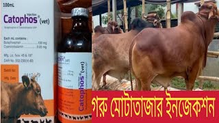 গরু মোটাতাজার ইনজেকশন guro mota tajar injection  গরু হবে ১০০% মোটাতাজা