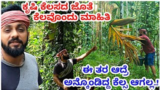 ಮಳೆ ಬಂದ ಮೇಲೂ ಅಡಿಕೆ ಸೋಗೆ ಹಳದಿ ಇದ್ರೆ.. ಈ ಗೊಬ್ಬರ ಕೊಟ್ಟು ಟ್ರೈ ಮಾಡಿ..! Farming Video | Agriculture Video