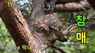 서열이 낮아서 먹이도 제대로 못 먹는 막내 참매( Accipiter gentilis  )입니다