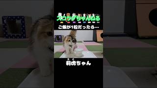 ご飯が1粒だったら…　莉虎ver.【🐈#shorts 🐾】