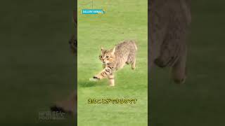 猫の走る速度 #shorts