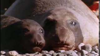 Return of the Sea Elephants, Episode 11 of 37, Jacques Cousteau Odyssey. The real Life Aquatic