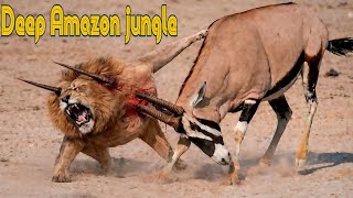 Amazon Rainforest Exposed: Where Every Step Could Be Your Last (Wildlife Documentary)