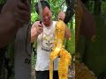 Jackfruit Video ~ Farm Fresh JACKFRUITS Eating and Cutting in my Village INDO #Shorts​ EP1036