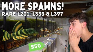 Rare Pleco Breeding! L201, L270, L333 and More! Day in the Fish Room #45!