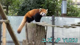 八木山レッサーリポート138 レッサーパンダ 夏の運動場3 Red panda Video_138 Yagiyama zoo 八木山動物公園