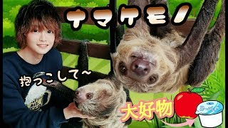 ナマケモノのおねだり姿が可愛い過ぎて中毒になるのでご注意下さいwww The sloth begging is too cute and addictive.