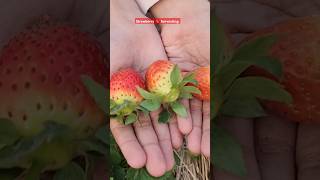 Organic strawberry 🍓 #organic #gardening