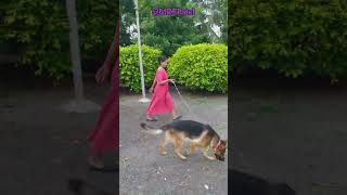 Dog Chhotu Miss You #doglover #farm #kutta #youtubeshorts #shortsviral #chhotu #radhe #mintu game AZ