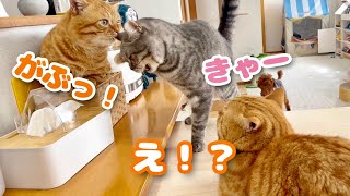 え！？愛の頭突きをしたぎんちゃんの耳をぽちゃくんががぶり！！ #猫 #マンチカン