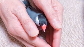 文鳥 あずき  新しい挟まれ方  Java sparrow