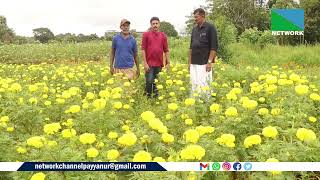 ഓണത്തിന്റെ വരവറിയിച്ച് ഇക്കുറിയും മാടായിപ്പാറ തവരത്തടത്ത് ചെണ്ടുമല്ലി പൂക്കള്‍ വിരിഞ്ഞു.രണ്ടരഏക്കര്‍