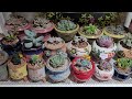 분갈이 다한 다육이 선반에 정리했어요~ 🥰 이케아 2단 선반 구입 🌿succulent plants 多肉植物 たにくしょくぶつ🌿