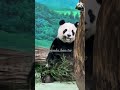 我們可愛大娃娃圓仔❤️ 貓熊 熊貓 panda cute giantpanda 팬더 大熊貓 bao 귀여운 パンダ 可愛 動物 animals pretty 圓仔