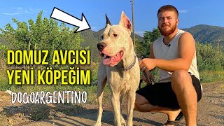 YENİ KÖPEĞİM DOGO ARGENTİNO O BİR EFSANE (ÇEKİLİŞ VAR)