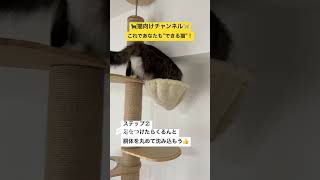 【猫必見ノウハウ】ハンモックに乗る方法　#shorts #猫 #猫動画