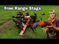 FREE RANGE GAMEFOWL STAGS (5 Months Old Stags)